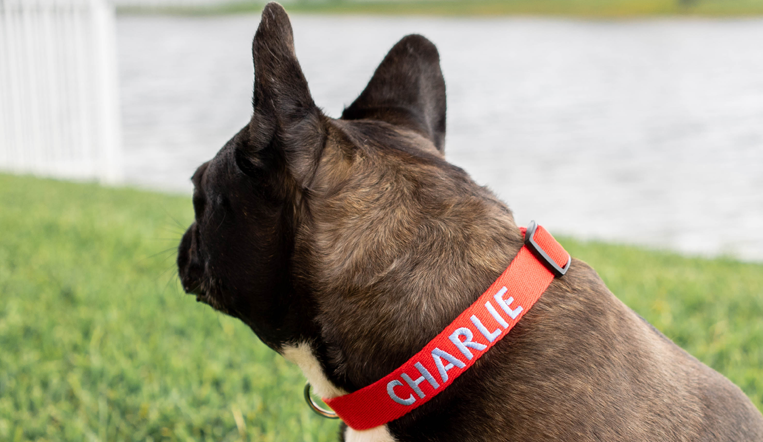 Collier Chien Personnalisé - Brodé