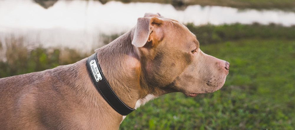Collier Chien Personnalisé - Classic