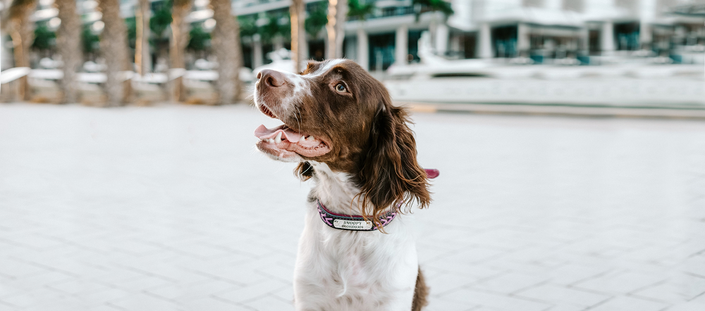 Collier Chien Personnalisé - Tressé