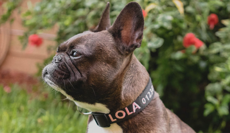 Collier Chien Personnalisé - Brodé